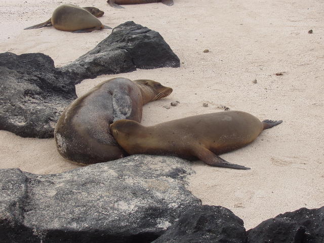 sea lions - free image