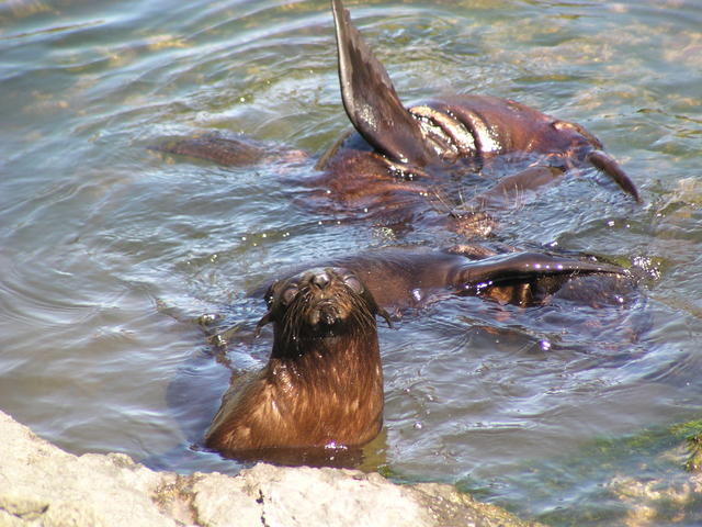 Sea lions - free image