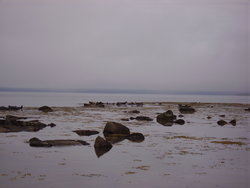 sea lions