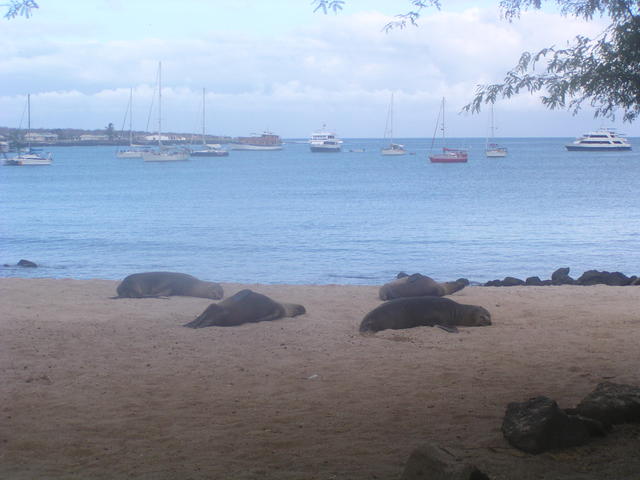 Sea Lions - free image