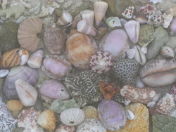 Sea Shell