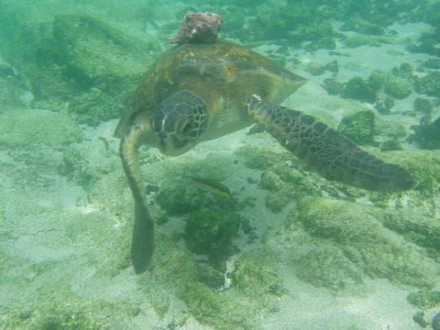 Sea Turtles - free image