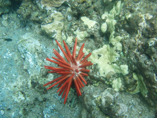 Sea urchin - free image