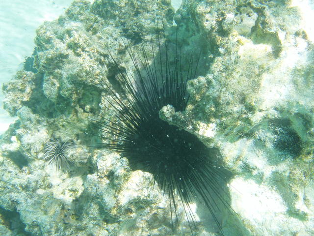 sea urchin - free image