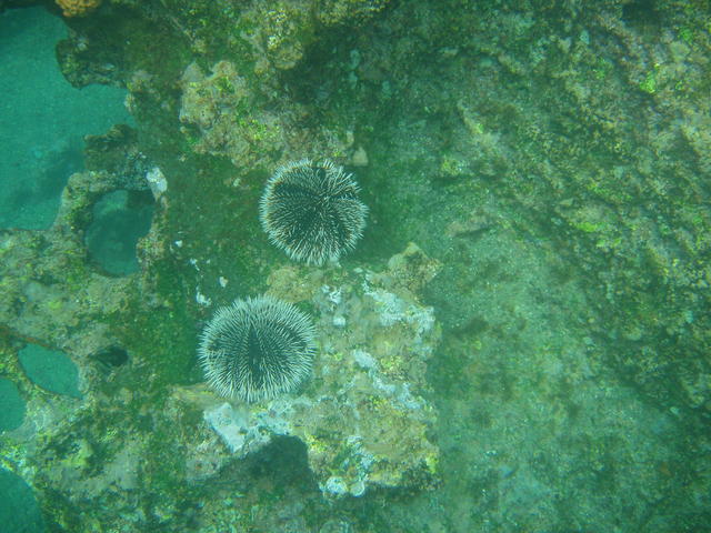 Sea urchins - free image