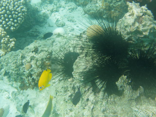 sea urchins - free image