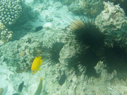 sea urchins