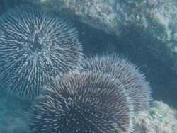 sea urchins