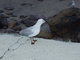 seagull