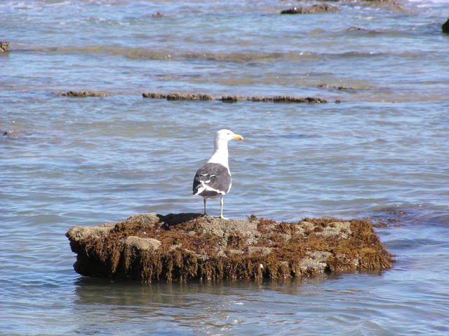 Seagull - free image