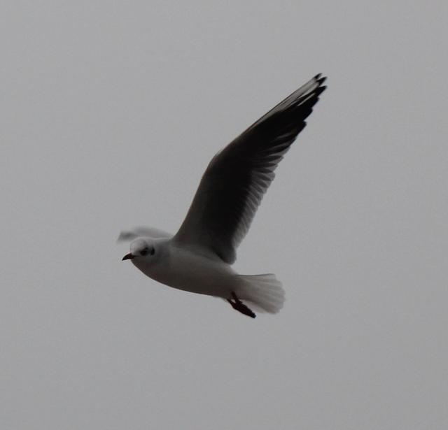 seagull - free image