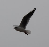 seagull