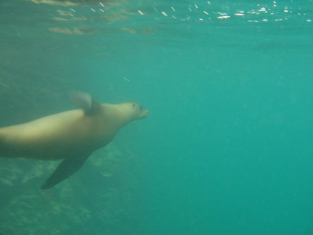 seal - free photo seal - free image