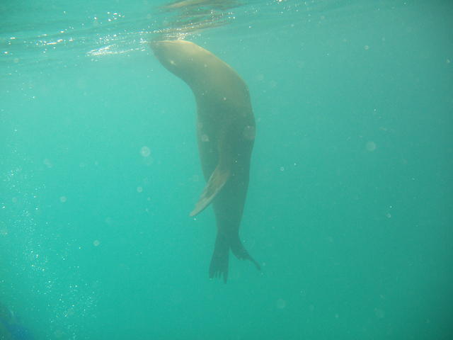 seal breathing - free image