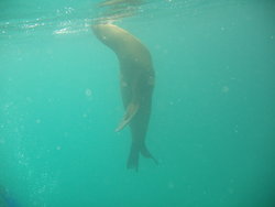 seal breathing