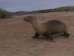 Seal profile