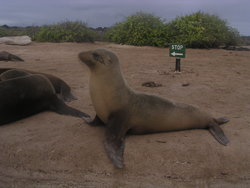 seal waiting