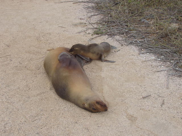 sealion puppy drinking - free image