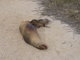 sealion puppy drinking