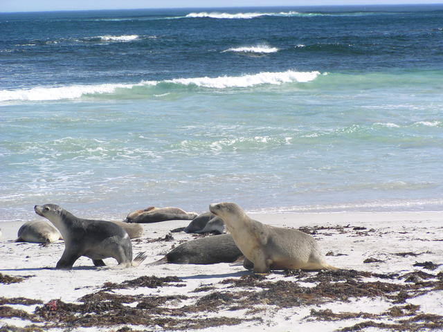 Seals coming - free image