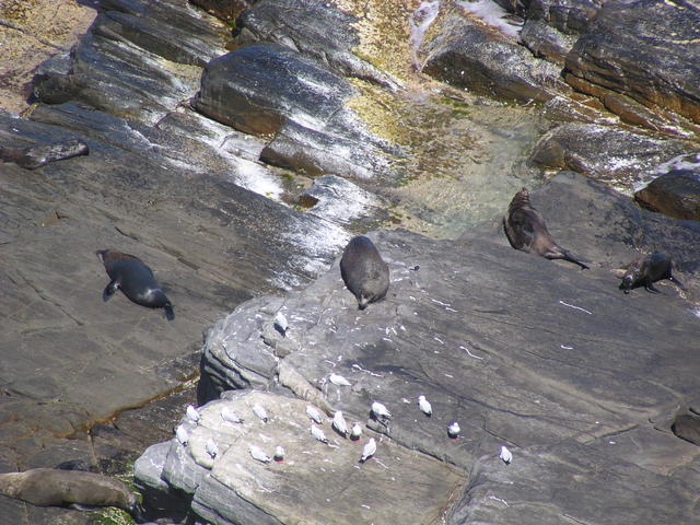 Seals in Australia - free image