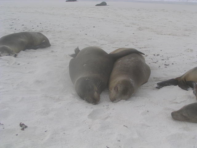 Seals in love - free image