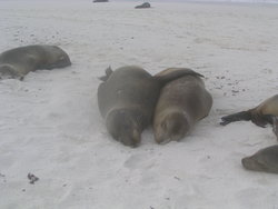 Seals in love