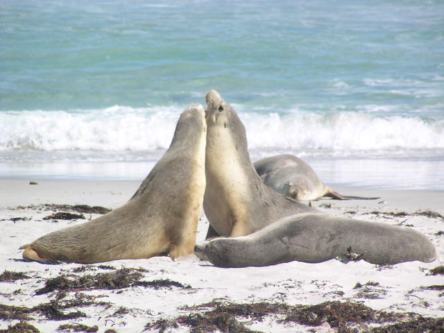 Seals love - free image