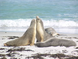 Seals love