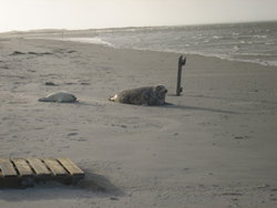 seals on beach