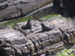 Seals taking sun