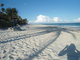 shadow of the coconut tree