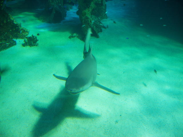shark in water - free image