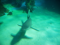 shark in water