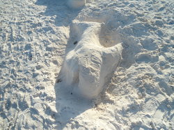 shark on sand