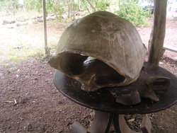 Shell Of Tortoise