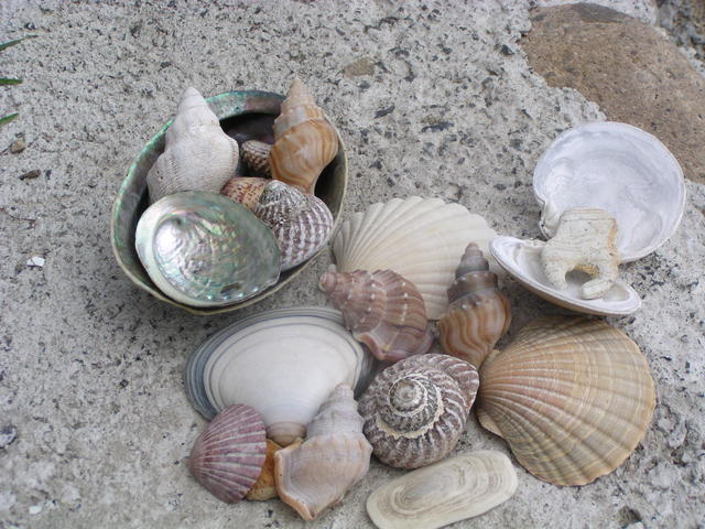 shells - free image