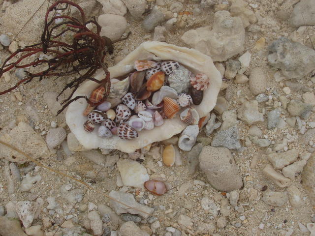 shells - free image