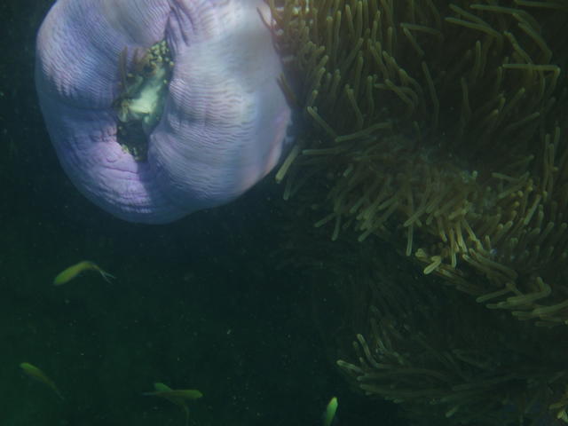 Shining Sea anemone - free image