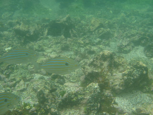 shoal of fish - free image