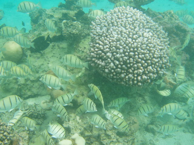 shoal of salt water fish - free image