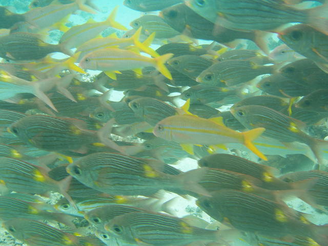Shoal  of smal yellow fishes - free image