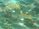 Shoal  of smal yellow fishes