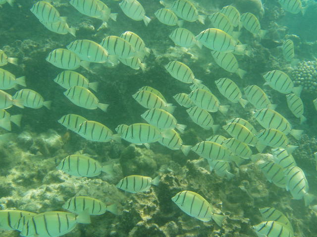 shoal of stripped fish - free image