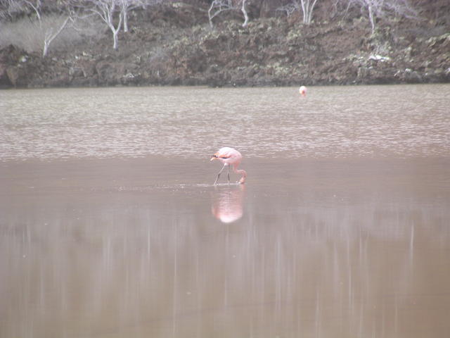 Shore Bird - free image