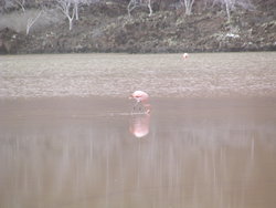 Shore Bird