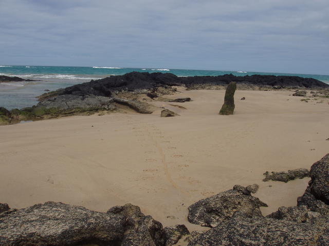 shore with iguana trails - free image