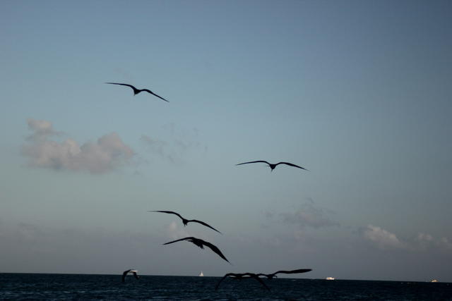 silhouettes of a flock - free image