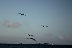 silhouettes of a flock
