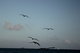 silhouettes of a flock